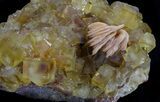 Yellow Cubic Fluorite With Pink Dolomite - Morocco #37485-4